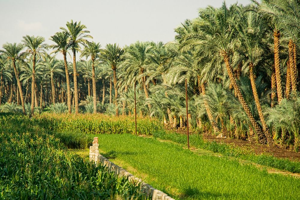 Nile River Expedition-Lower Egypt-Giza Streetscene of farm with date palms